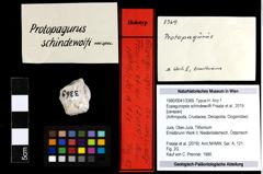 Foto (Objekt + Etiketten) von Eopaguropsis schindewolfi (Fraaije et al., 2019) 